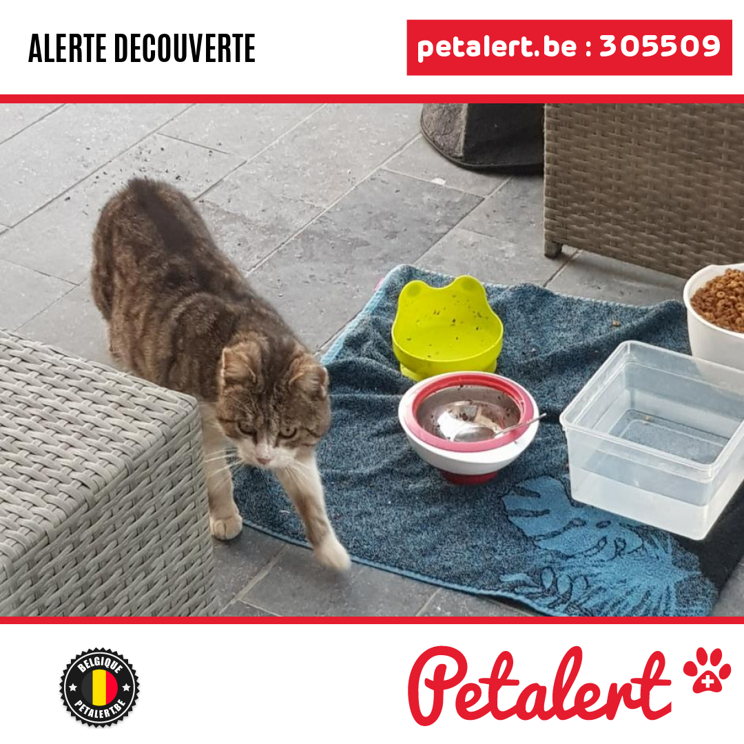 petalert_be's tweet photo. Trouvé #Chat #Hainaut #SaintGhislain #Petalert  #PetAlertWHT / https://t.co/kbatAFTuNT https://t.co/WXZv3oAt6K