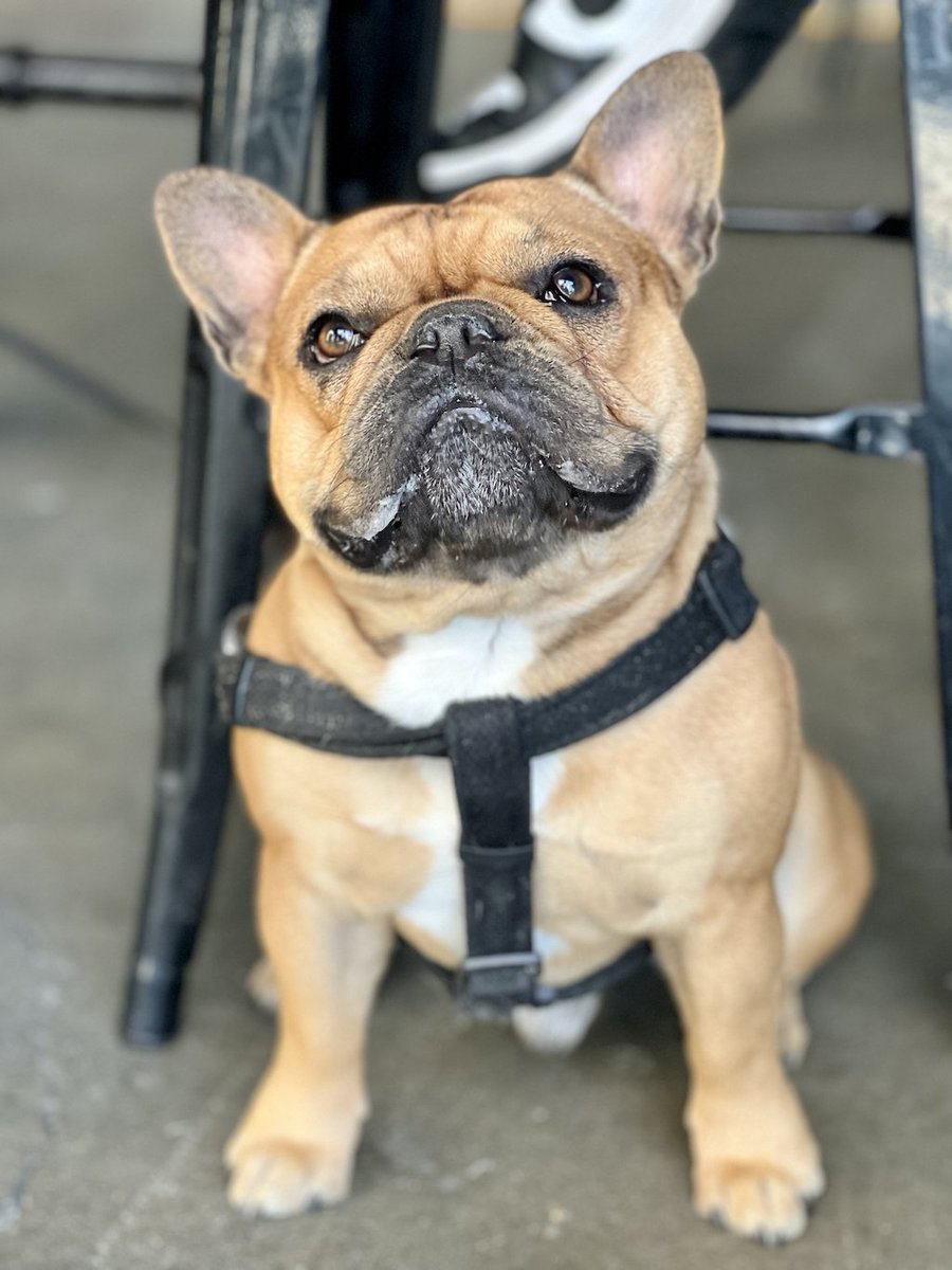 Bootlegger's Pup of the Week- This is Ronny the Frenchie! Receive 10% on Tuesdays, when you dine in with your pup on our patio!  #dogoftheweek #dogoftheday #dogsofinstagram #dog #dogs #dogstagram #doglife #puppy #doglovers #puppylove #dogofinstagram #craftbeer #drinklocal