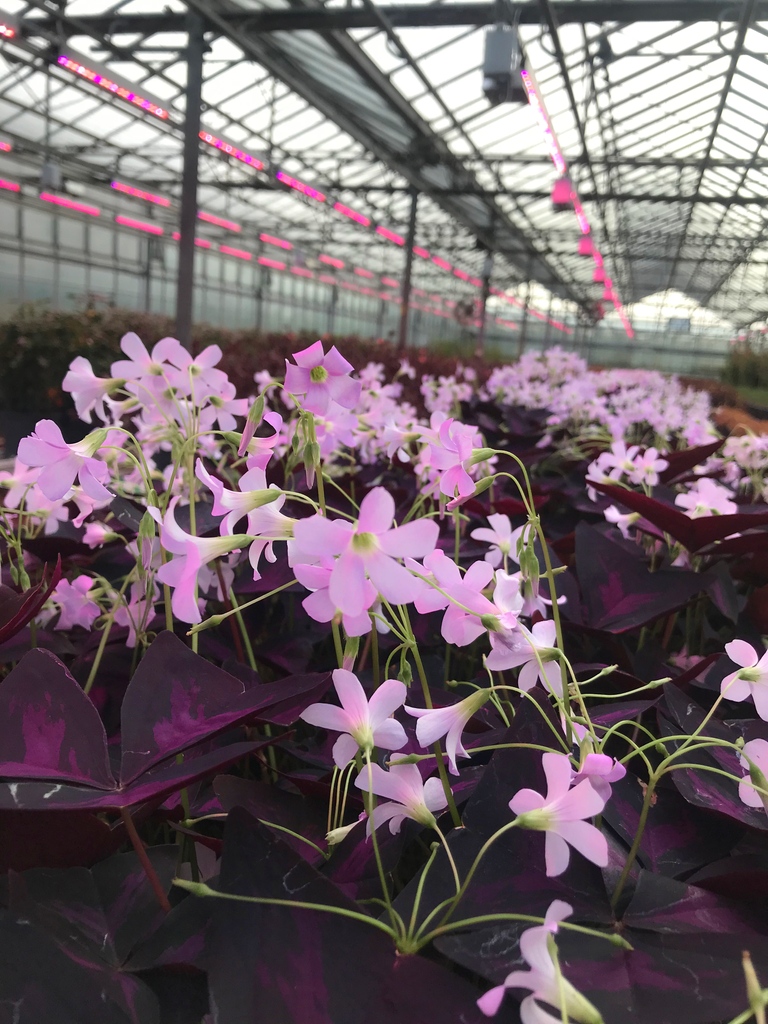 🌸Edible Sorrel Flowers are:

👉 British-grown
👉 Citrusy and sour
👉 Versatile: use as a garnish for cocktails, desserts, meat dishes, salads or seafood!

#EdibleFlowers #EdibleSorrelFlowers #Sorrel