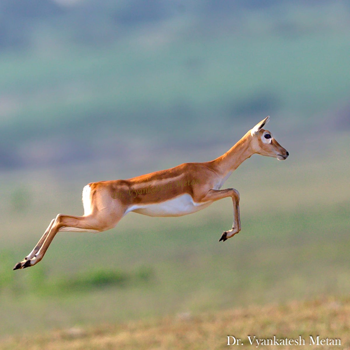 RavindraRaut_'s tweet photo. Beautyful photo of #Blackbuck by @vyankateshmetan at the outskirts of #Solapur, Maharashtra, India.
@World_Wildlife @wildlifephoto_
@WildlifeMag @ForestDeptt
@Forest #BlackBug #photography
#photo #wildphoto https://t.co/9goN0bcxyn