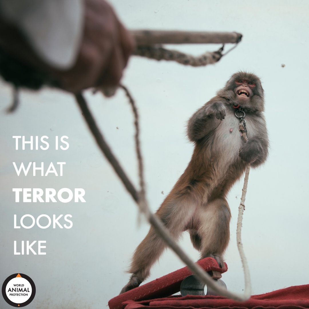 MoveTheWorldUS's tweet photo. This chilling image depicts the sheer terror wild animals feel when being “trained” to perform tricks by humans. 🐒💔⠀⠀
⠀⠀
We will keep fighting wildlife entertainment until no animal ever has to feel this fear again. https://t.co/gkGwiKDUHq