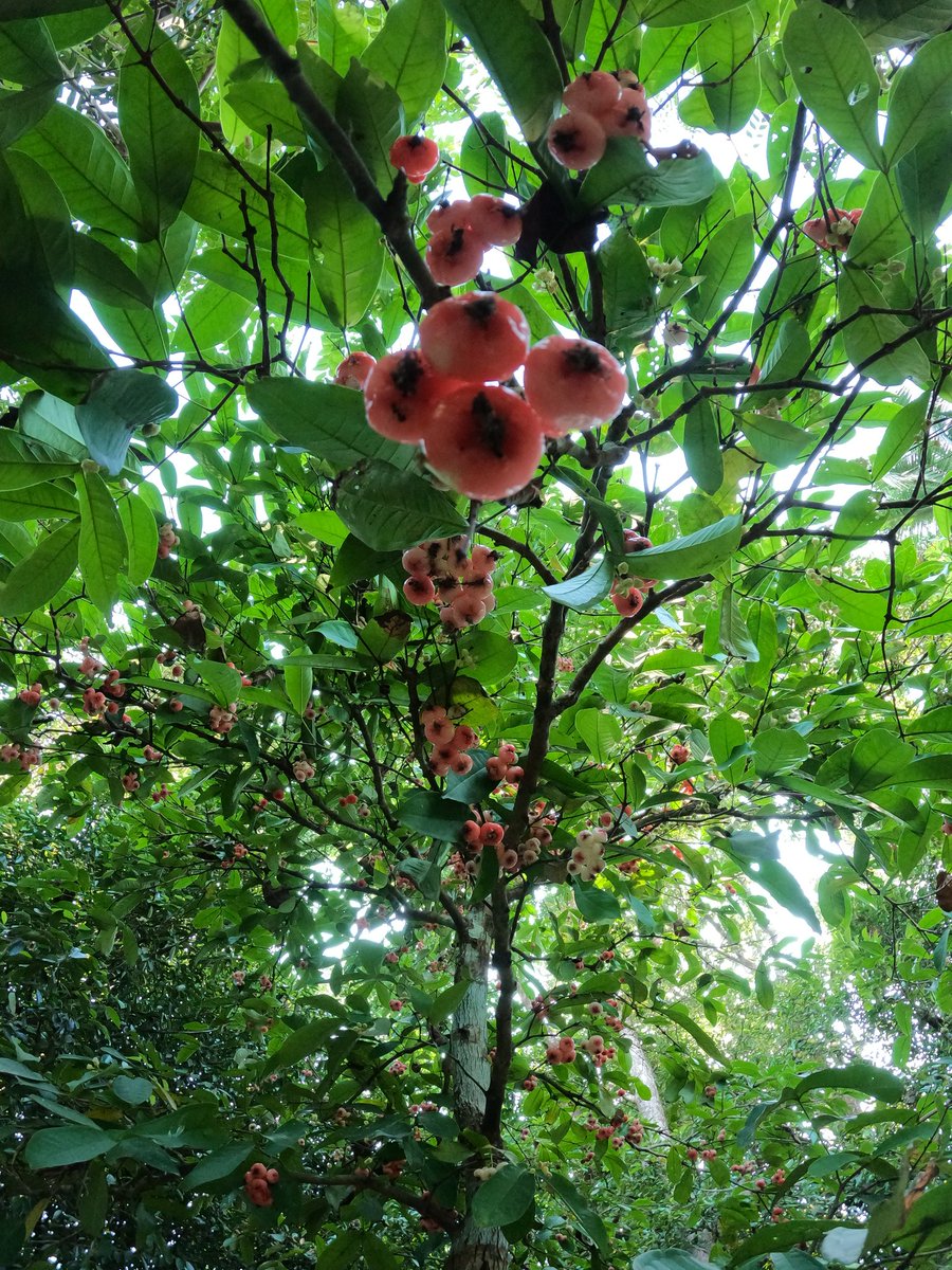 dixonvarghese's tweet photo. Chambakka ചമ്പക്ക / Java Apple / Wax Apple / Semarang Rose Apple / Wax Jambu
Tropical Fruits 🌿🌴☀️
#ചമ്പക്ക #JavaApple #RoseApple
#Tropical #TropicalFruits #Tropics #Kerala #keralatourism #Tropicalfarming #BackyardFarming #India #IncredibleIndia #GoPro9 https://t.co/XouRa5U3Di