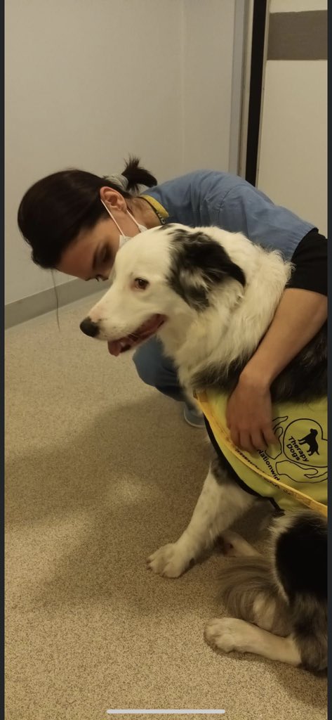 Lovely visit from our gorgeous therapy dog Jack today to our critical care unit 🐶🥰 always such a morale boost for both patients and staff! 💙 @SONHStrust <a href="/MelPinnington/">Mel pinnington 💙</a> #pettherapy #rehab