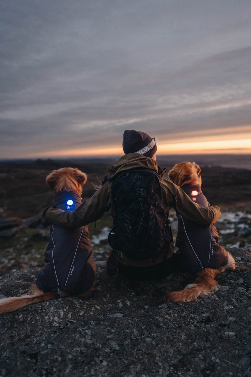 Dogs know how to enjoy the view just as much as we do.