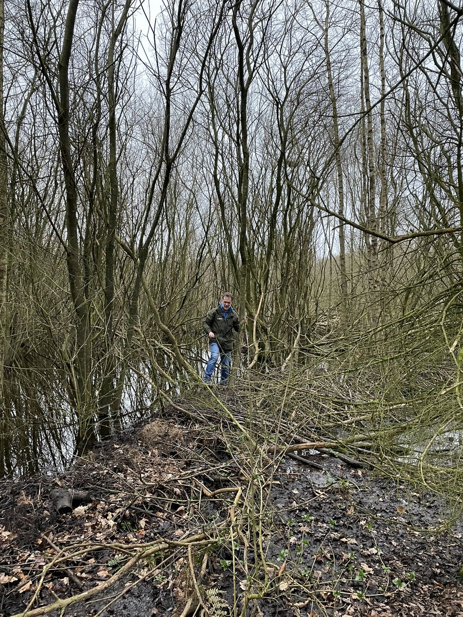 OllieHope3's tweet photo. 3/ Beavers will eat up to 600 different woody species and a byproduct of their munching are the sticks and branches they’ve used to build this 50metre long, 1 metre deep dam. This 5 year project will show the #waterquality and #habitat benefits of reintroducing beavers https://t.co/OYYDT7GYRC
