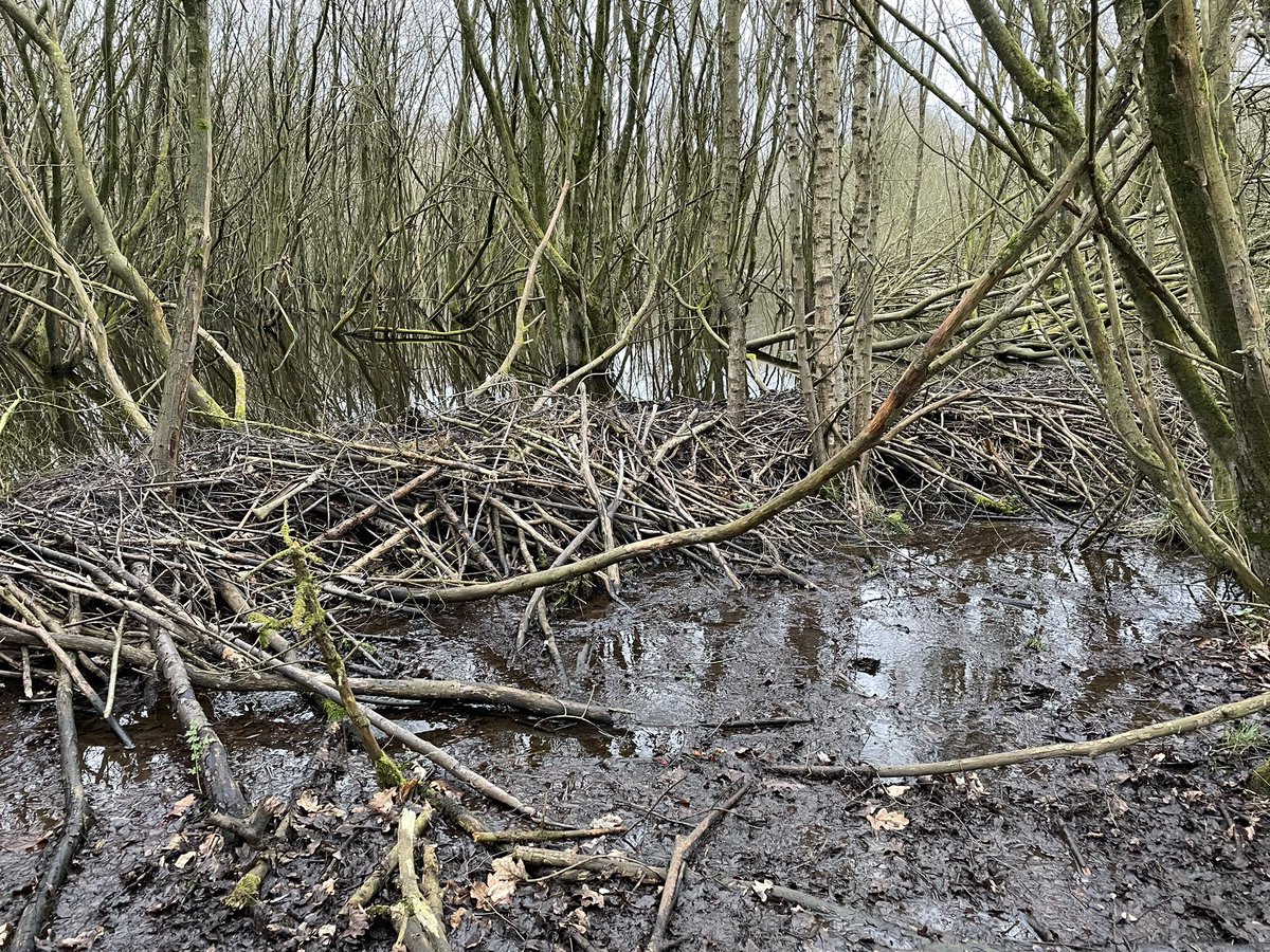 OllieHope3's tweet photo. 3/ Beavers will eat up to 600 different woody species and a byproduct of their munching are the sticks and branches they’ve used to build this 50metre long, 1 metre deep dam. This 5 year project will show the #waterquality and #habitat benefits of reintroducing beavers https://t.co/OYYDT7GYRC