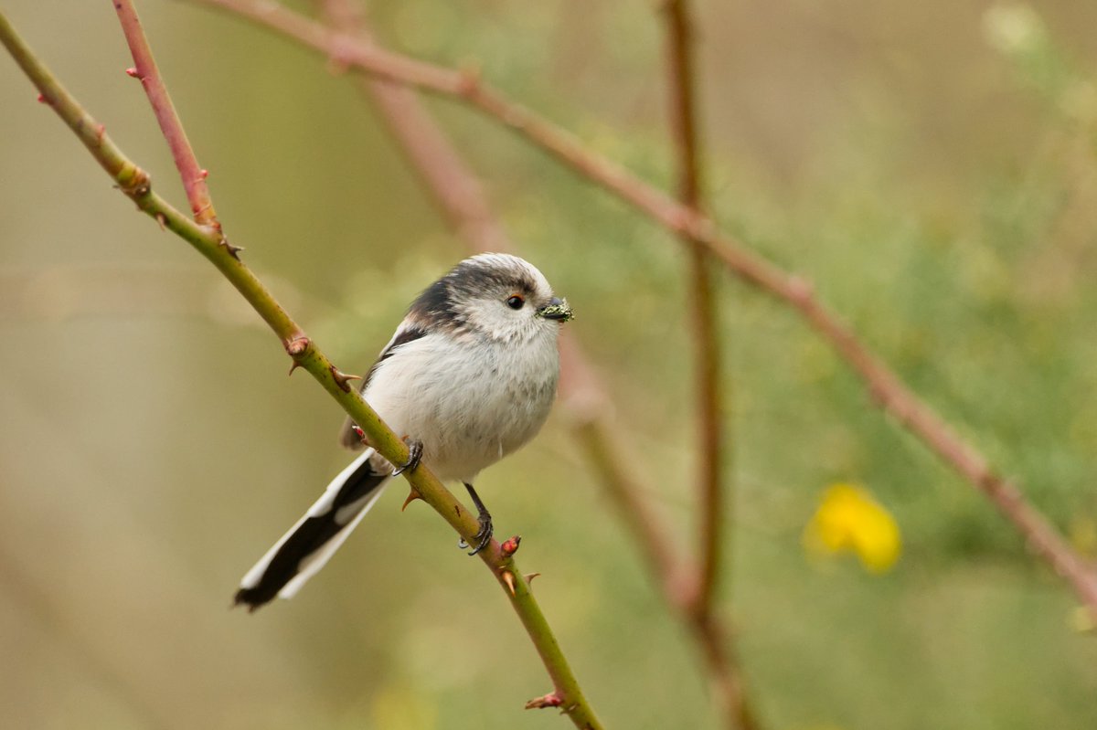 Giles Greenwood (@giles_greenwood) on Twitter photo Long tailed tits at @E17Wetlands this morning.
@WildLondon <a href="/Team4Nature/">Team4Nature</a> <a href="/NatureUK/">NatureUK</a> <a href="/Natures_Voice/">RSPB</a> <a href="/LeeValleyPark/">Lee Valley Park</a> Long tailed tits at @E17Wetlands this morning.
@WildLondon <a href="/Team4Nature/">Team4Nature</a> <a href="/NatureUK/">NatureUK</a> <a href="/Natures_Voice/">RSPB</a> <a href="/LeeValleyPark/">Lee Valley Park</a>