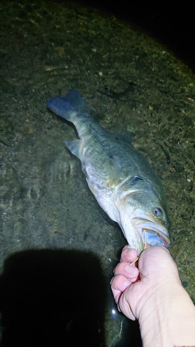 ay10310908's tweet photo. 仕事上がりからのナイトゲーム😀24:30～2:00で３本🐟️
癒しtime🎣

#琵琶湖 #北湖東岸
#NL_EASTBANK
#deps #coverscat https://t.co/VhHkALSAEp
