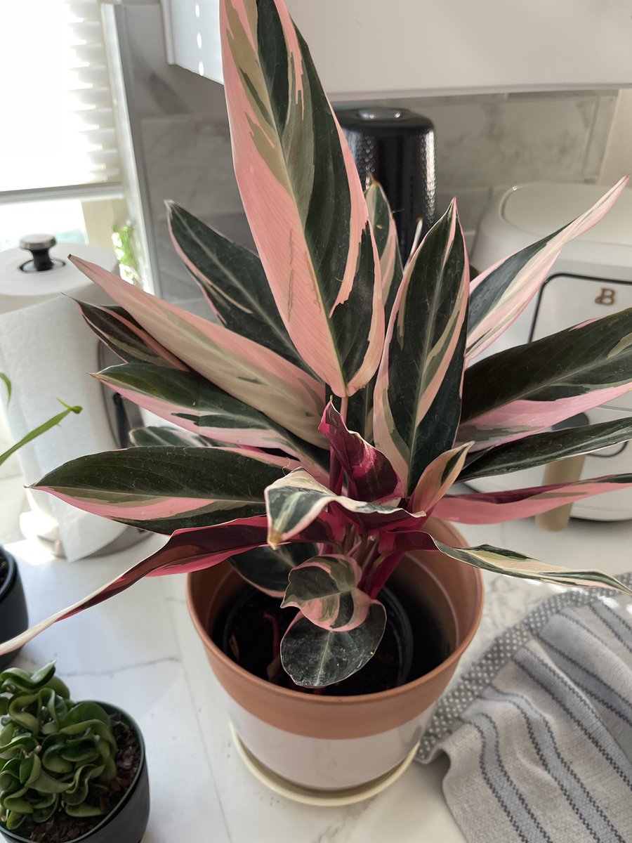 Nothing like a new batch of plants to brighten up my office 💕 <a href="/heyrooted/">Rooted 🌿</a>