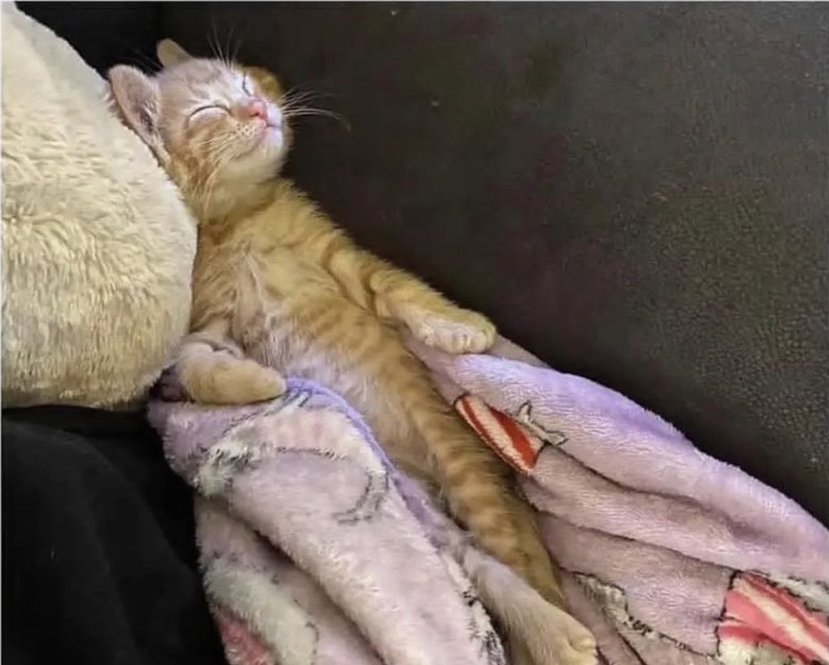 cheefkit tweet media