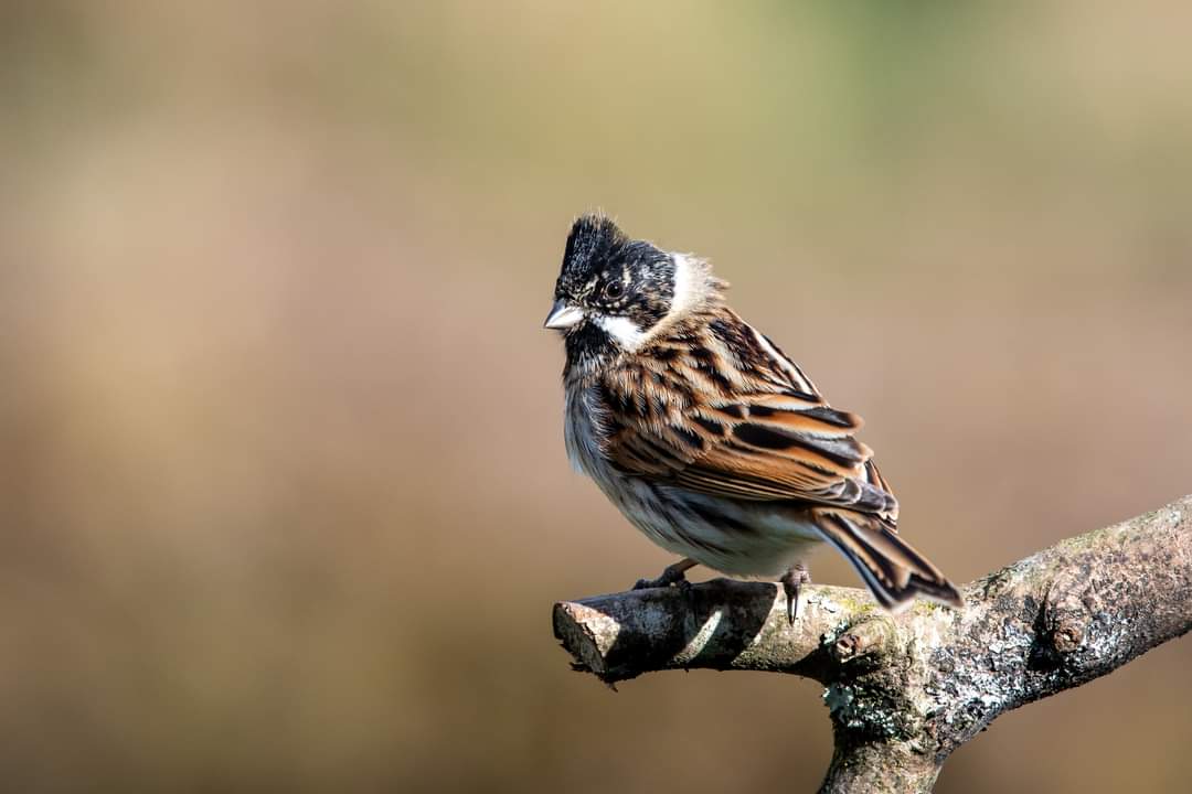 Bev Teague tweet media