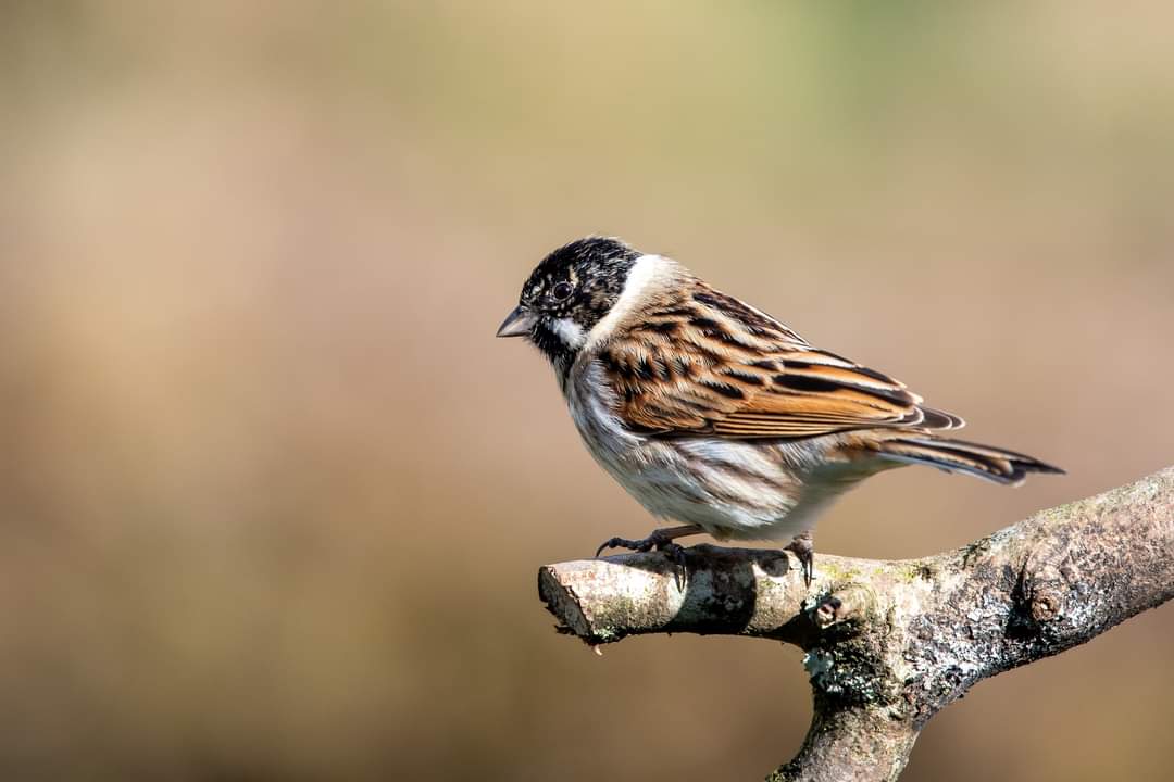 Bev Teague tweet media