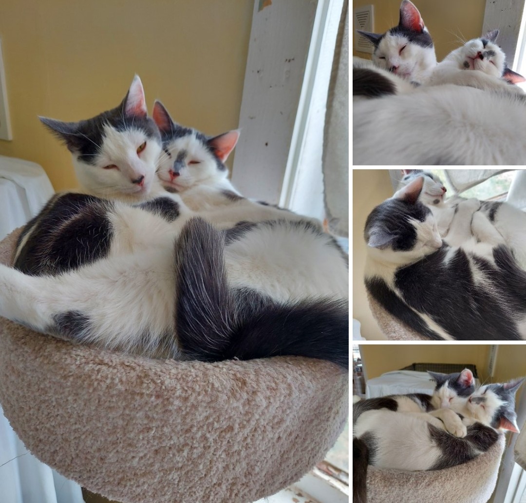 Roz and Dot have an #idea. What does #Twitter think of #BondedPairTuesday? Which will #feature: #RappCats #volunteers and #bonds between #fourleggedfriends. #CatsofTwittter #meow #paws #whiskers #spotted #cow #cats #rescue #carefree #shelter #WashingtonDC #flinthill #NOVA