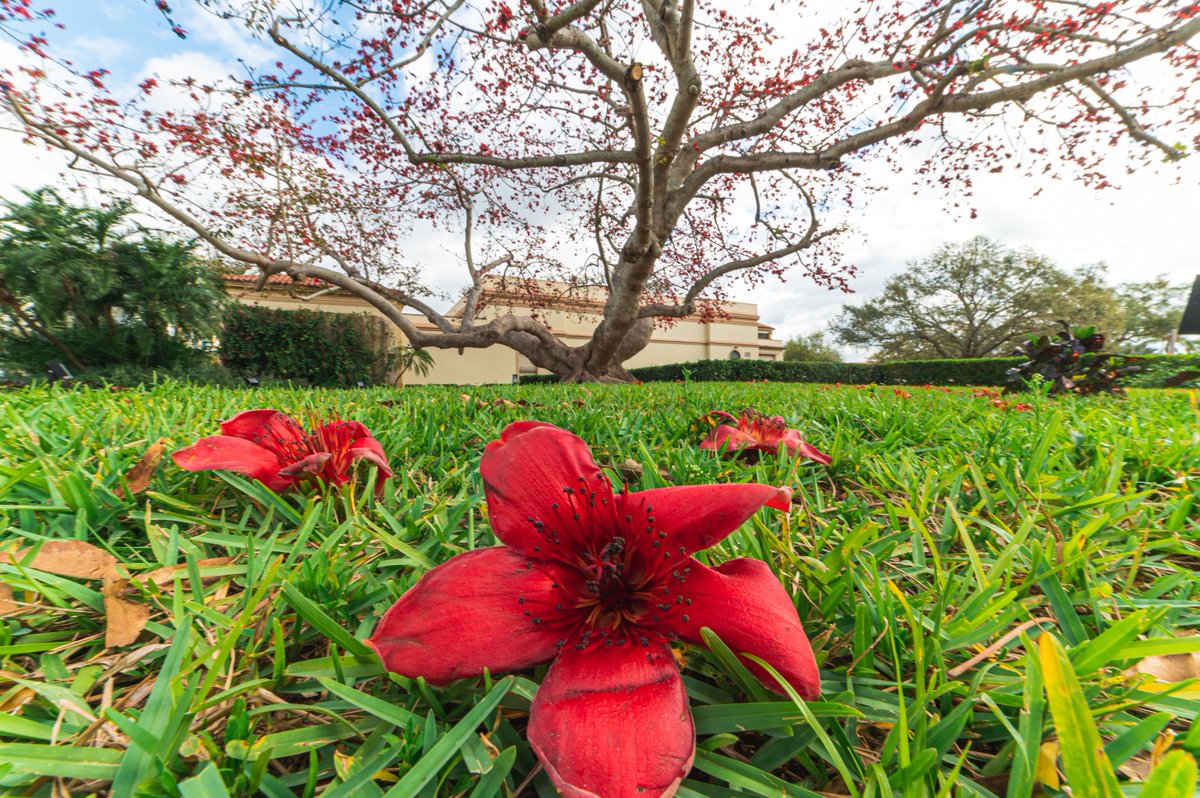 Visit St. Pete-Clearwater (@visitspc) on Twitter photo āTis the season - St. Peteās famous kapok tree (aka bombax ceiba tree) is in full bloom! Have you made it out to <a href="/MFAStPete/">Museum of Fine Arts, St. Petersburg</a> to witness this magnificent tree in bloom? Would love to see your photos in the comments š¤šŗ #MFAStPete #Spring āTis the season - St. Peteās famous kapok tree (aka bombax ceiba tree) is in full bloom! Have you made it out to <a href="/MFAStPete/">Museum of Fine Arts, St. Petersburg</a> to witness this magnificent tree in bloom? Would love to see your photos in the comments š¤šŗ #MFAStPete #Spring