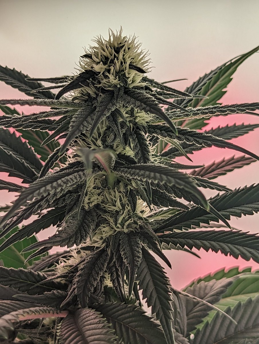 Rosie in full bloom. Smells like rubber, black pepper and pineapple. 👃

🍅💚🍍 

#growyourown #cannabislife #Weedmob #Mmemberville #StonerFam #startups #cannabislegalisierung