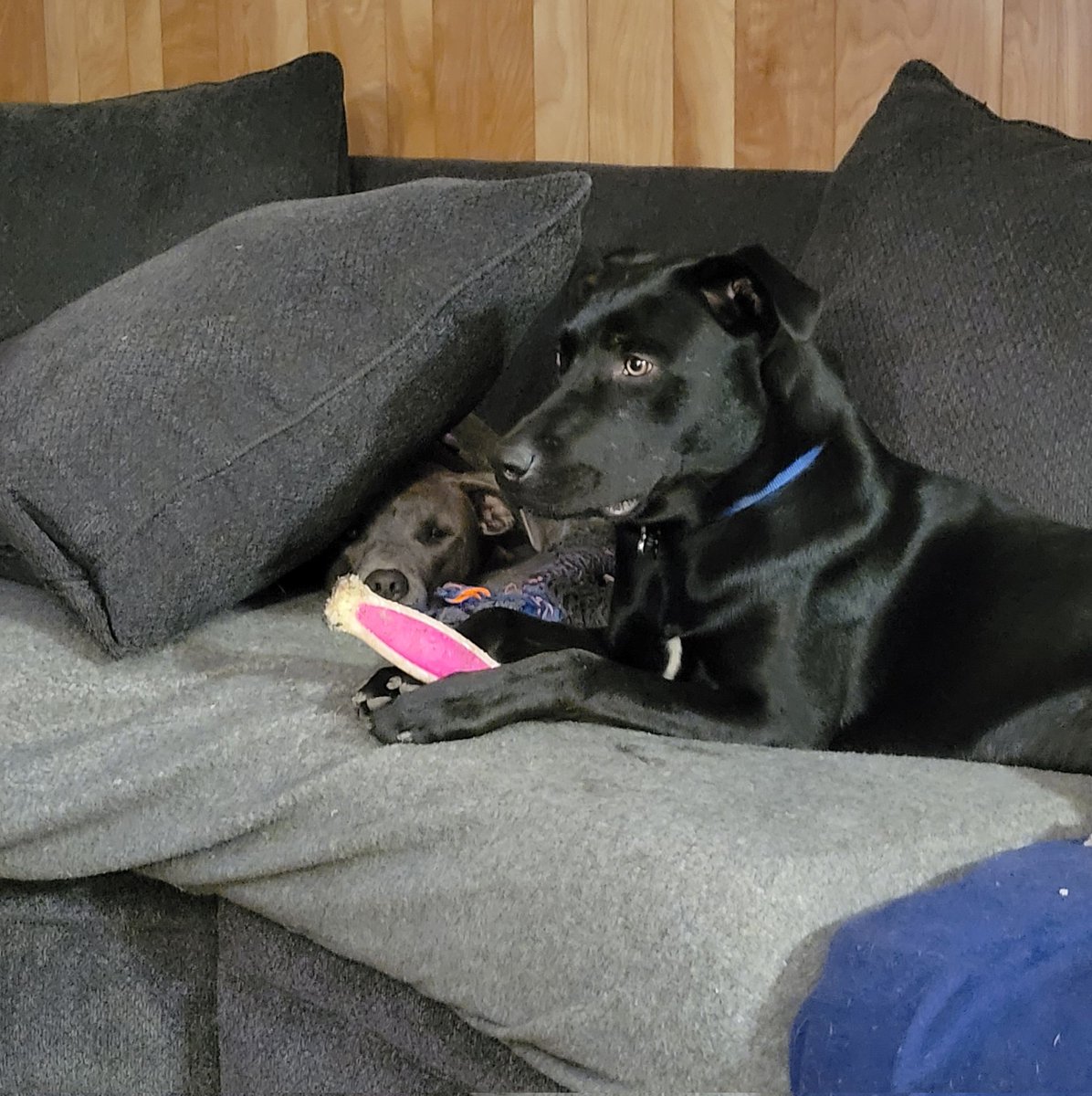 Sleeping under the cushions is the best. 😊❤️🐾 #dogsoftwitter #puppy