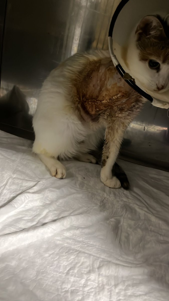 Ben şu barınak için kedi çıkaramam sadece battaniye ve yaş mama için giderim dedim, bir sürü kişi ozelden lütfen çıkarın onlar orda ölür yapamaz biz destek olucaz dedi. Tamam dedim. Noldu biliyor musunuz? Hiçbiri destek olmadı. 3. Kedi inci ve 50 tl destek dışında bir şey yok