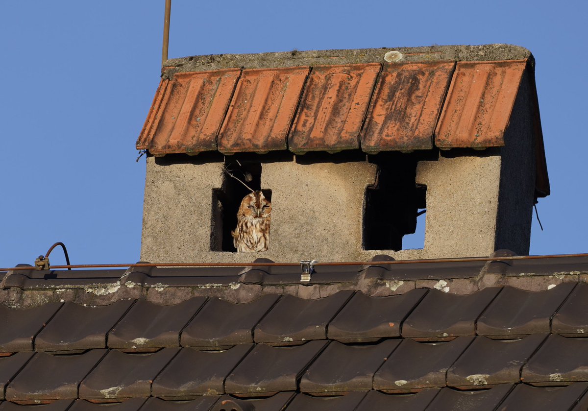 eggmablowtorch's tweet photo. #waldkauz #strixaluco #tawnyowl 
Sunbathing https://t.co/Tz6sXt8lds