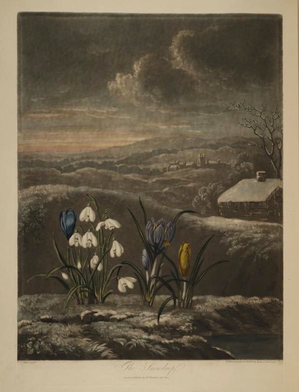 Our February art for garden lovers is here - another engraving from Robert Thornton's #TempleofFlora, this time featuring the ideal #Februaryflowers, #snowdrops and #crocuses.  Head over to our website to read our full blog post and find out more
rosewoodirrigationservices.co.uk/snowdrops-and-…