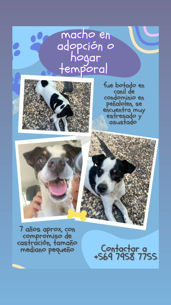Busca hogar temporal o definitivo, se encuentra hace dias retenido en un canil.
Peñalolen. Favor compartir