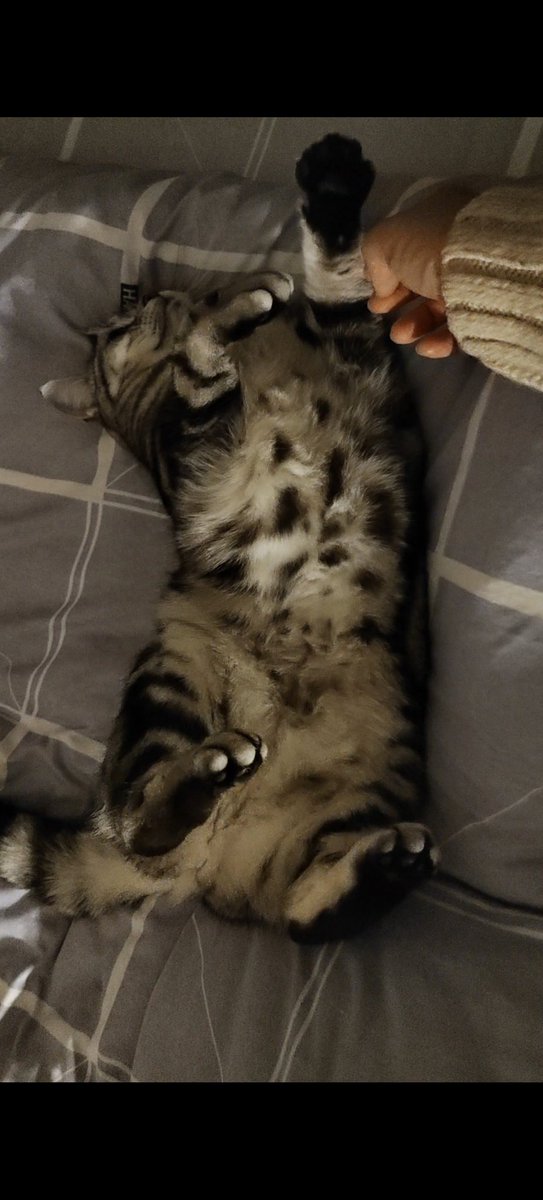 skyey00's tweet photo. @literallymecats ok https://t.co/2603izME0y