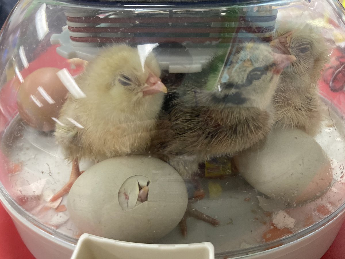 Lani_DeLallo's tweet photo. Students observed chicks hatching LIVE today @MashburnES in Mrs. Lippe’s Science Lab. Students thought like scientists by asking and refining questions about the behavior and needs of the chicks. Now who gets to name them? @FCSchoolsGA #fcsscience https://t.co/8r2FAhKJIu