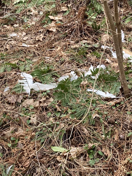 雨は降ってますけど、3月、暖かい朝です。おはようございます。散歩してたら、残り雪かと思ったら白鳥の羽が散乱してました。触れないのですが、何かあった? 