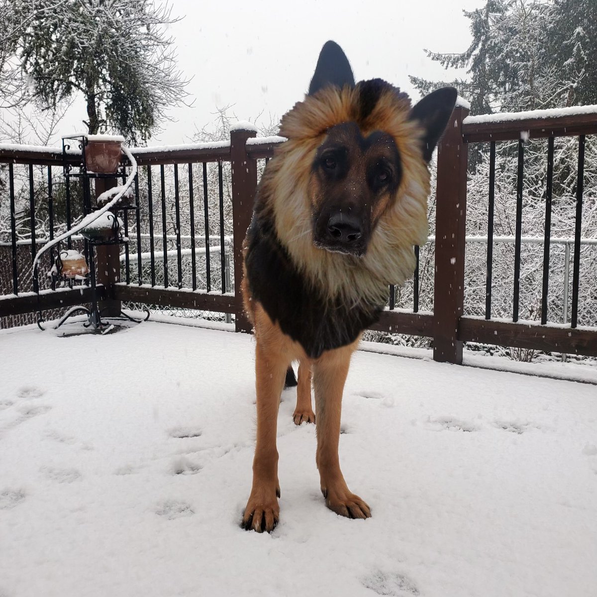 OregonDOT's tweet image. March has decided to come in like a "lion" with  freezing temps forecasted tonight statewide - including valleys, cities and the coast. 

If it's wet today, expect it will be icy tomorrow morning.
The ingredients for local snowfall also continue for several days. #orwx #pdxtst
