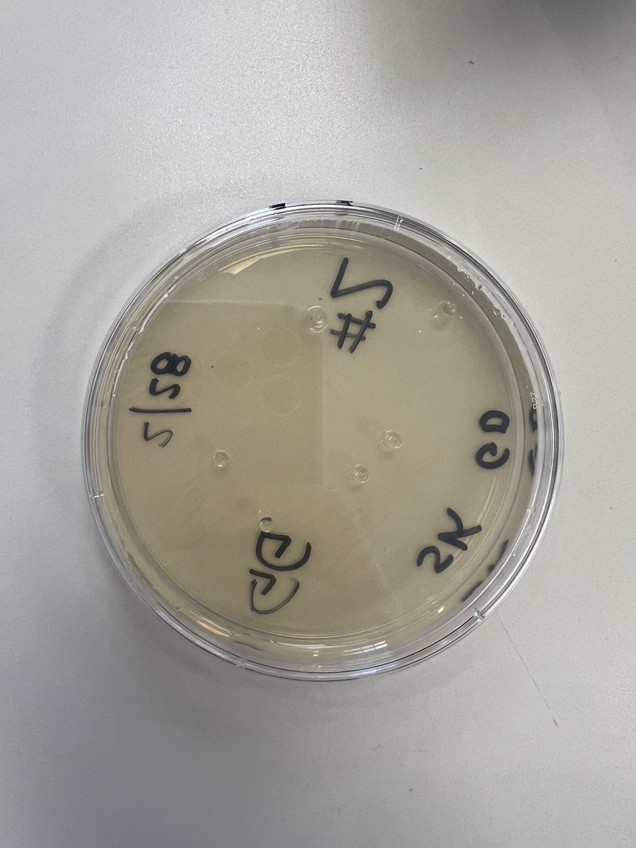 The 8th graders visited the DNA Learning Center in Cold Spring Harbor today.  They attended 3 workshops where they learned how DNA is used to solve mysteries and how to genetically modify (harmless) bacteria. 🧬🦠🧫<a href="/LomsPrincipal/">LOMS Principal</a>
