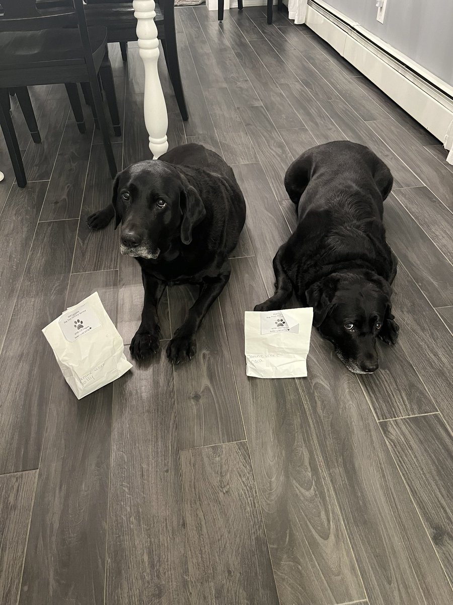 JanineVillezGC's tweet photo. Thank you to GCHS ACE program for their wonderful dog treat delivery service.  The pups are patiently awaiting their treats!!!  #GCGrows #PAWSabilities @acesgchs https://t.co/qb7l8Luvwn