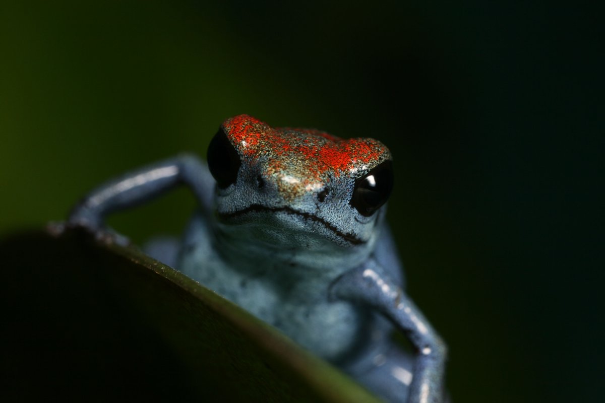 The Amphibian Genomics Consortium is now online. Please join us and help spread the word about our organization! We aim to bring amphibian genomics information to the hands of people that will use it for conservation and functional research 🐸🧬🐸🧬mvs.unimelb.edu.au/amphibian-geno…