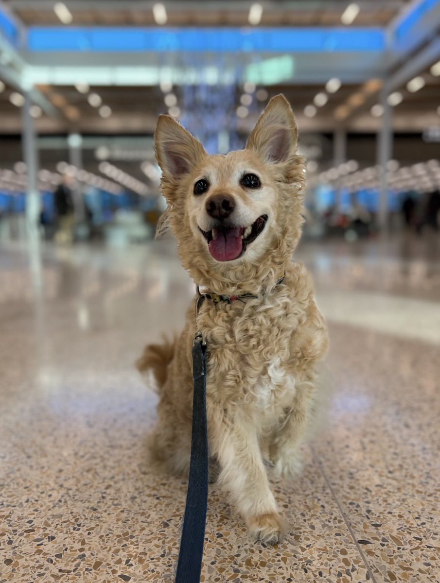 Congratulations to Teemu on being one of the first dogs to fly through the new Kansas City airport terminal