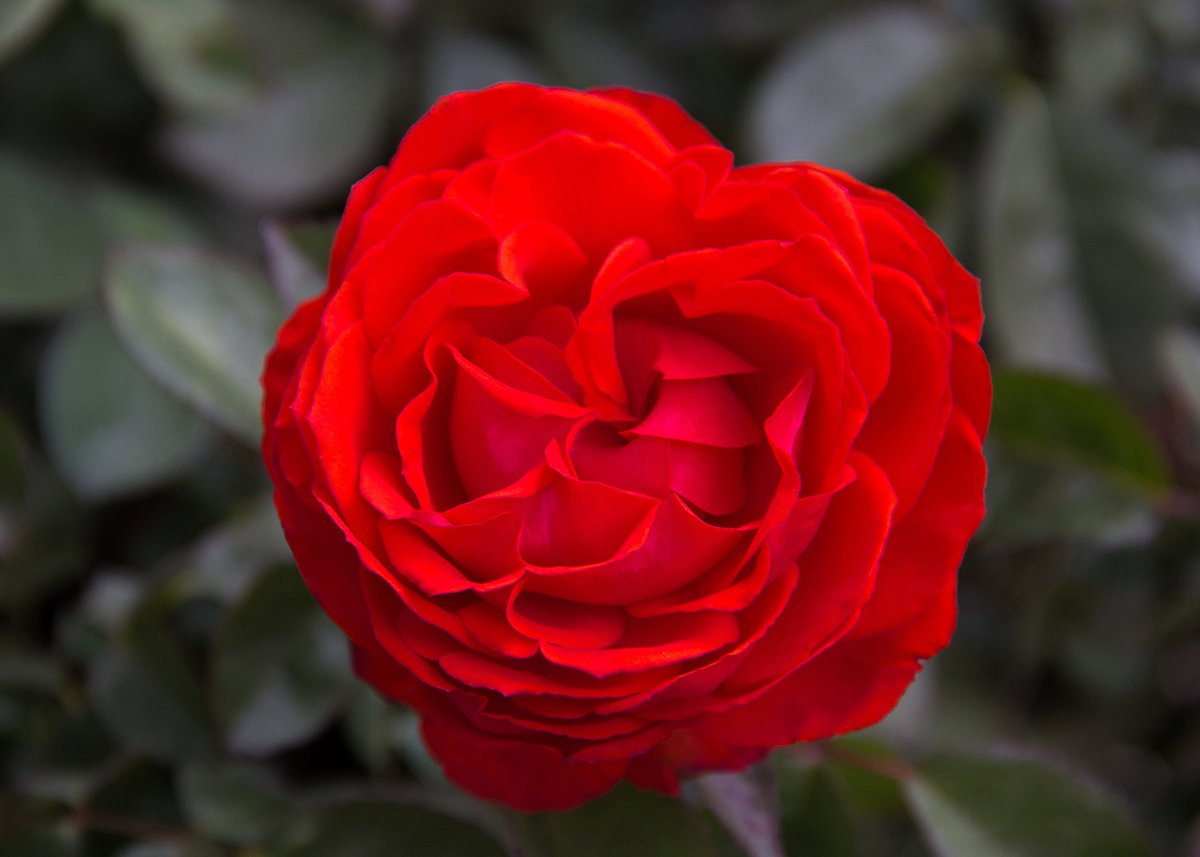 Altman_Plants's tweet photo. Three Altman Plants roses made the American Rose Society's Top Ten Big Roses list for gardens! The rankings came out of the society's 2022 Roses in Review survey. 

The #roses: True Passion (📷), True Friendship, and True Sincerity. All are part of our True Bloom Roses®️ brand. https://t.co/Y6aTDnadGV