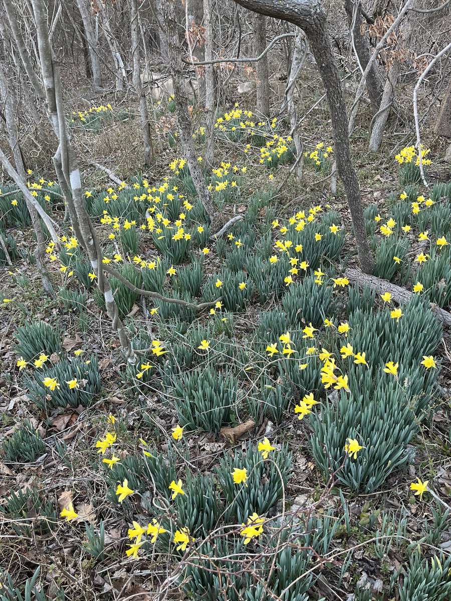 The weather has these pretty flowers confused. It’s supposed to be cold Thursday and Friday so they’ll probably die off. #1000hoursoutside