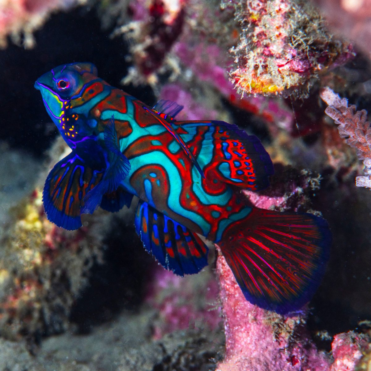 LiveaboardIndo's tweet image. Mandarin fish are primarily found in coral reefs and lagoons, where they feed on small invertebrates such as copepods and amphipods. 

Find more 👉 liveaboardindonesia.com/destinations/

#liveaboard #liveaboardindonesia #mandarinfish #matingmandarinfish #uwphoto