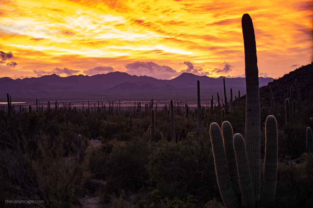 TheVanEscape1's tweet photo. February has come to an end! It's #SPRINGBREAK  time! The great idea is to admire giant #cacti at @SaguaroNPS  in #Arizona. Check out our tips on what to do there! https://t.co/lgJNCVNS3b
#visitarizona #NationalPark #SpringBreakTour #springbreak2023 https://t.co/0RejcHzzPi