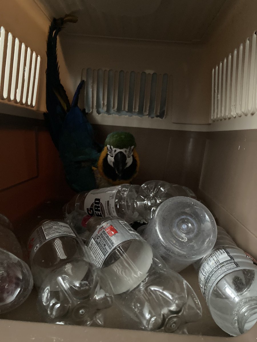 Kinda feeling like Miss Milo is some sort of sculptor maybe…? Good thing she’s got lots of raw materials! 😂