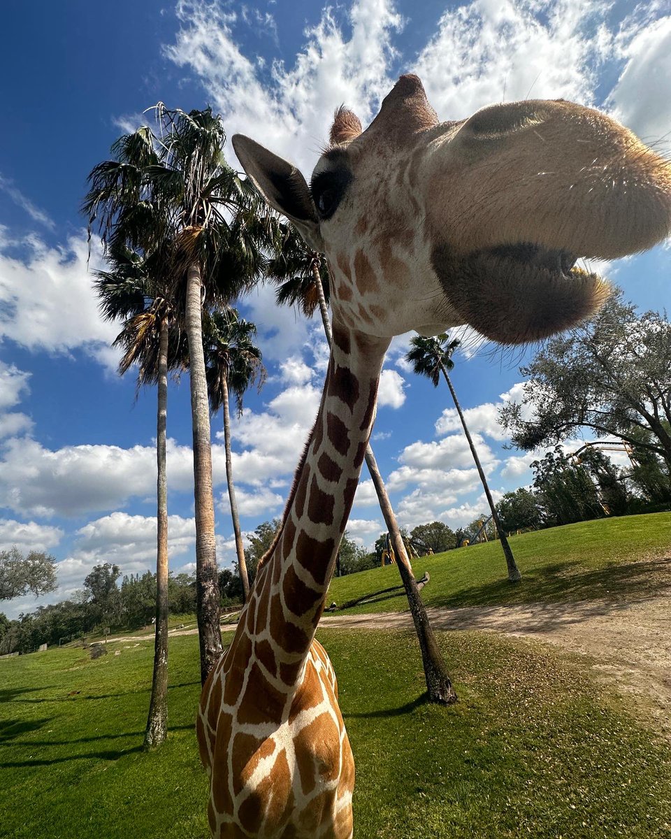 prob gonna get all obsessed with giraffes bc I did this today 🥺