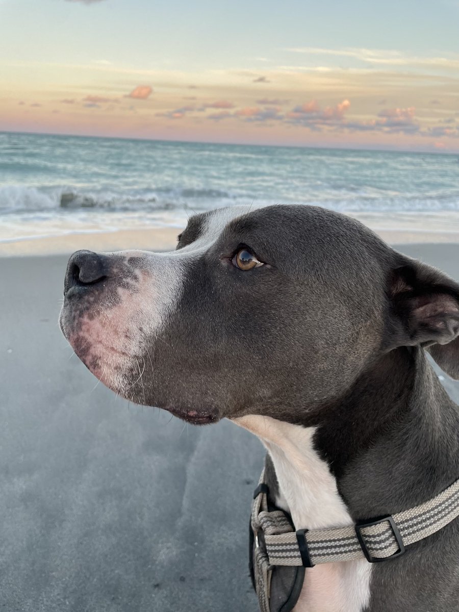 SportsLobbyist's tweet photo. Not going to lie, we moved our guy Vince at 9.5 yrs old to @FarmFreshPet1 50/50 with his regular food 10 days ago and he’s like a new pup! This stuff is legit and 10 out of 10⭐️ recommend https://t.co/IaqGstF7ql