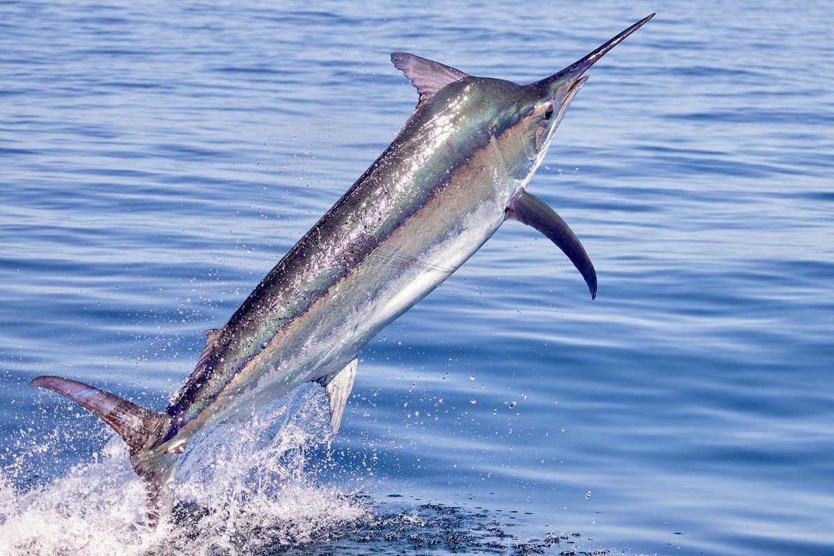 BillfishReport's tweet image. Hannibal Bank, Panama - Black Marlin released on Sea Weez. #BlackMarlin #Billfish