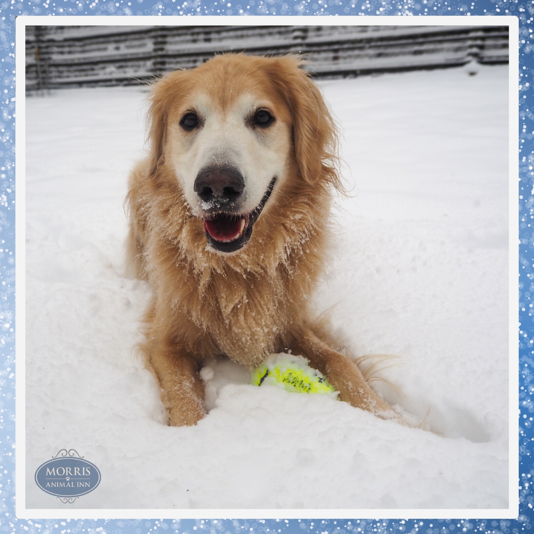 morrisanimalinn's tweet image. Let it snow! We’d love to see your dog’s snowy adventures, just tweet us a picture ❄ 
#snowdogs #snowday #NJsnow #MontvilleNJ #MorristownNJ