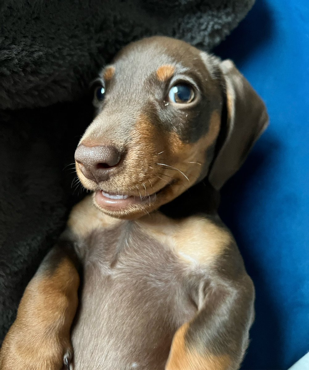 RachelNicoleUK's tweet photo. ICYMI - We bought a Puppy - Introducing Walter 🐶🐾 - https://t.co/Wgu6ZYsLKT #ukbloggers @UKBloggers1 #yorkshirebloggers #lifestyleblogger #blogginggals https://t.co/5Ui1OMQeBD