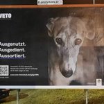 Photo by Entre galgos (@EntreGalgos)