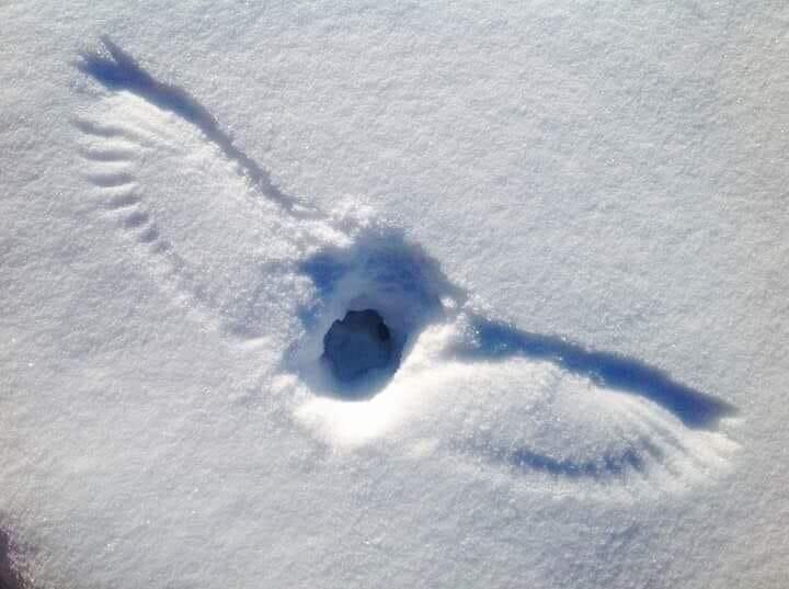 fiaskogaul's tweet photo. RT @MeanwhileinCanada@ohai.social
Evidence of an owl hunting.

#MeanwhileInCanada
https://t.co/emLIdHImYL https://t.co/5orv5DSZfT