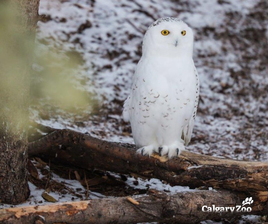 Snowy owls may summer in the Arctic but when winter comes, they migrate to southern Canada &amp; parts of the USA. These pest-control predators face many threats in the winter, especially from vehicle collisions. Keep an eye out for these silent hunters on rural roads this winter!