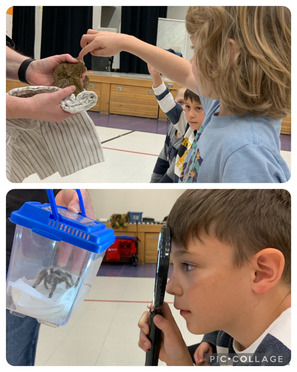 AllSaintsLib's tweet photo. Primary students had a great time learning about snakes, hedgehogs, tarantulas &amp; bearded dragons. Thanks to @PartySafari for allowing us to get up close and personal to these cuties. They’ll be back on Friday so the other primaries can enjoy the experience too. @AllSaintsDPCDSB https://t.co/TOjL97PmLo
