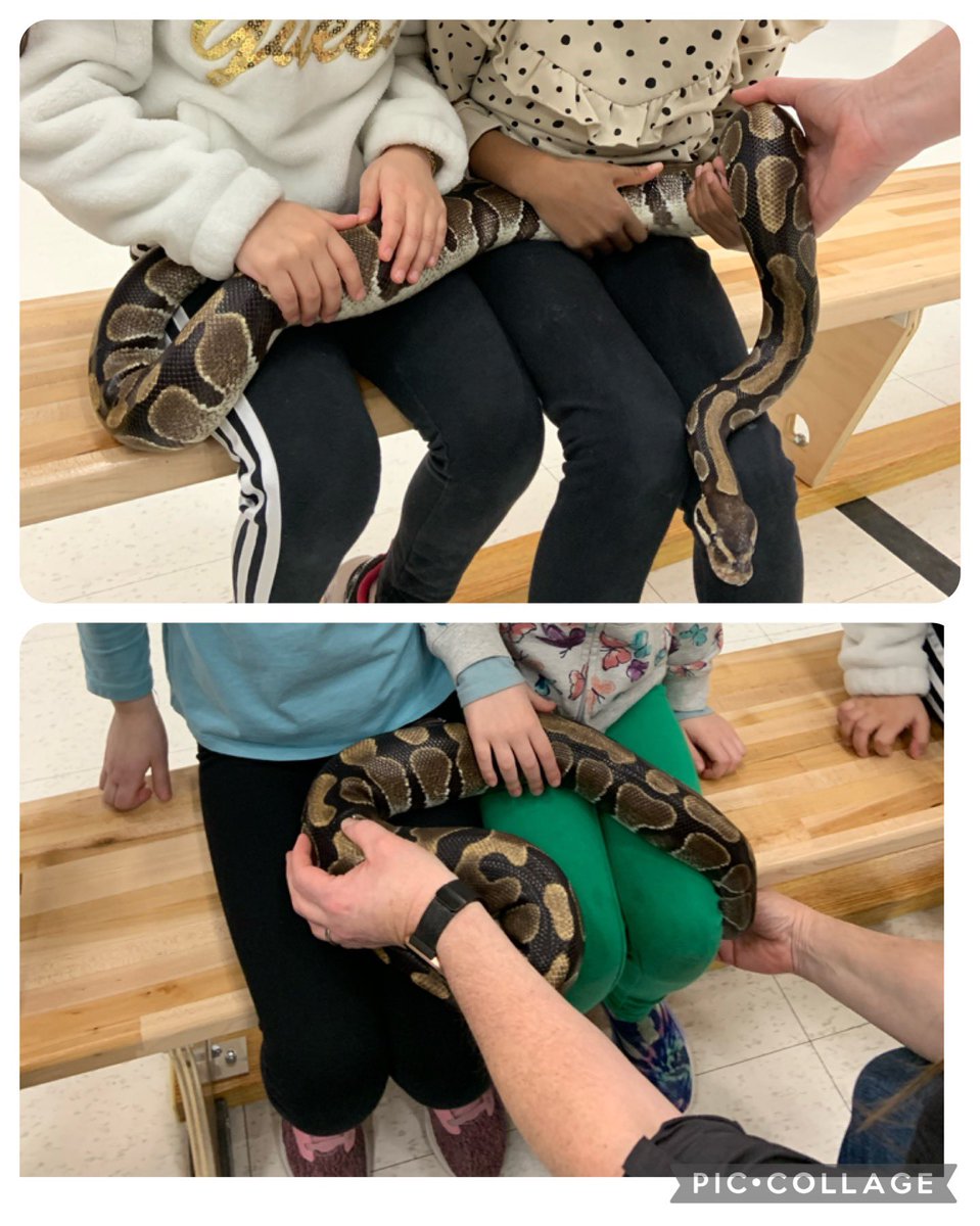AllSaintsLib's tweet photo. Primary students had a great time learning about snakes, hedgehogs, tarantulas &amp; bearded dragons. Thanks to @PartySafari for allowing us to get up close and personal to these cuties. They’ll be back on Friday so the other primaries can enjoy the experience too. @AllSaintsDPCDSB https://t.co/TOjL97PmLo