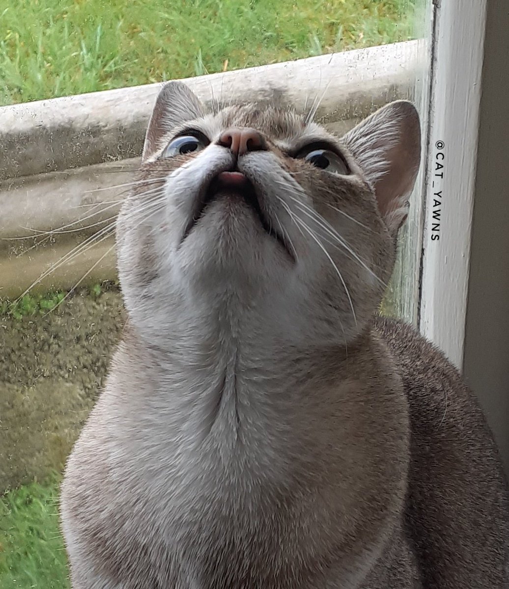 cat_yawns's tweet image. Serial killer of bugs