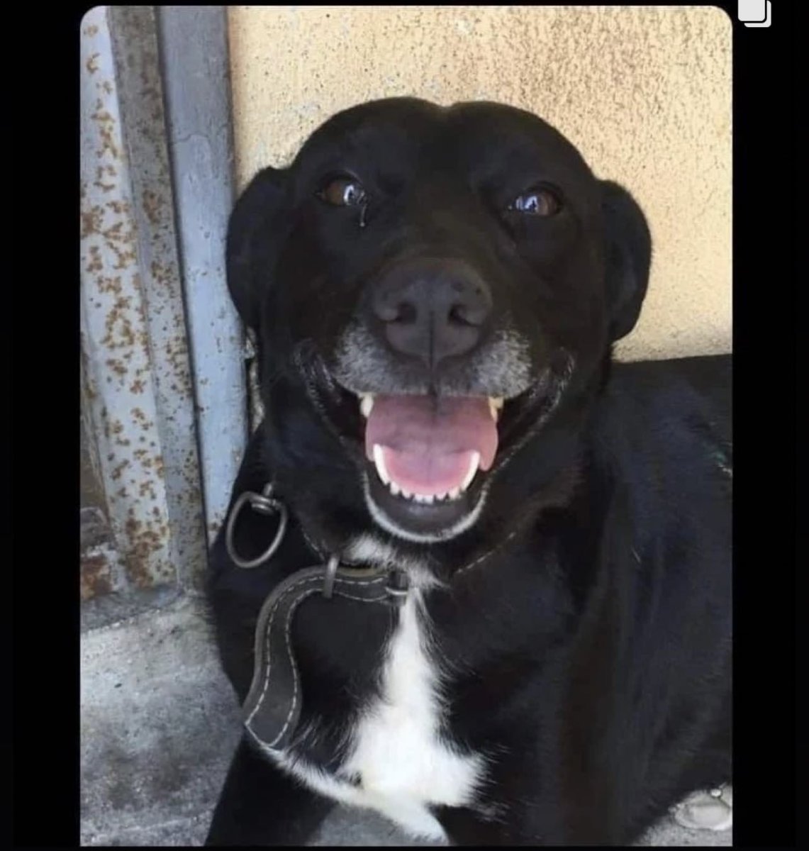 sinemums's tweet photo. Dilek hanımın evi yıkılıyor ve bu @PawGuardsTr dan yardım istiyor. Pawquardsın yelekli showcuları koşa koşa köpeği alıyor, videolar çekip para topladıktan sonra atıyorlar zavallıyı. Dilek Hanım enkazdan çıkarılıp yatırıldığı hastaneden köpeğini istiyor ancak zeytin yok atmışlar https://t.co/FGIkadbbeK