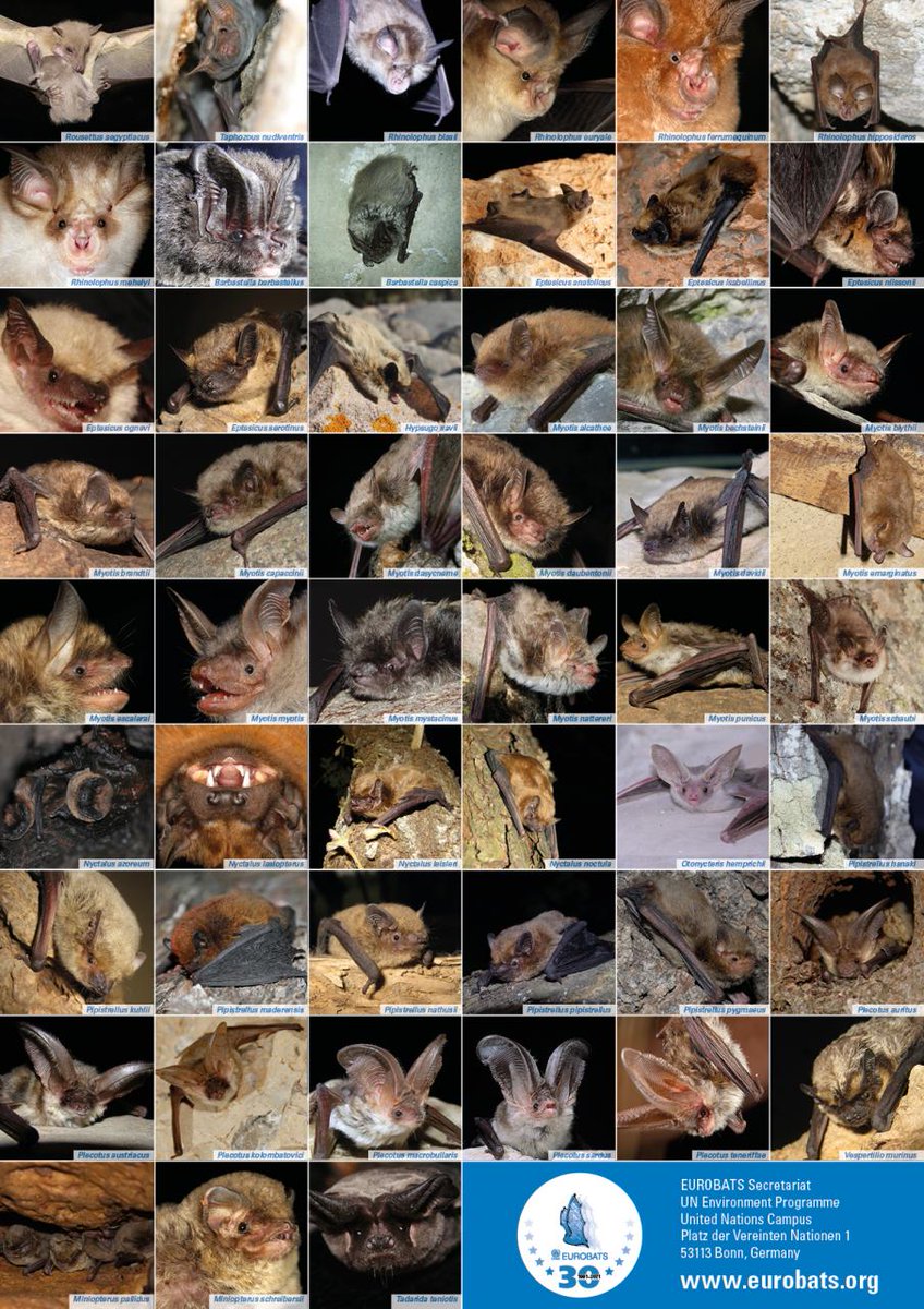 Bats, insectivores, and other mammals are relevant for ecosystems (e.g., plant pollination and seed dispersal) and conservation.  @EUEnvironment  image by  @UNEP_EUROBATS
European Bat Population Trends...
eea.europa.eu/publications/e…